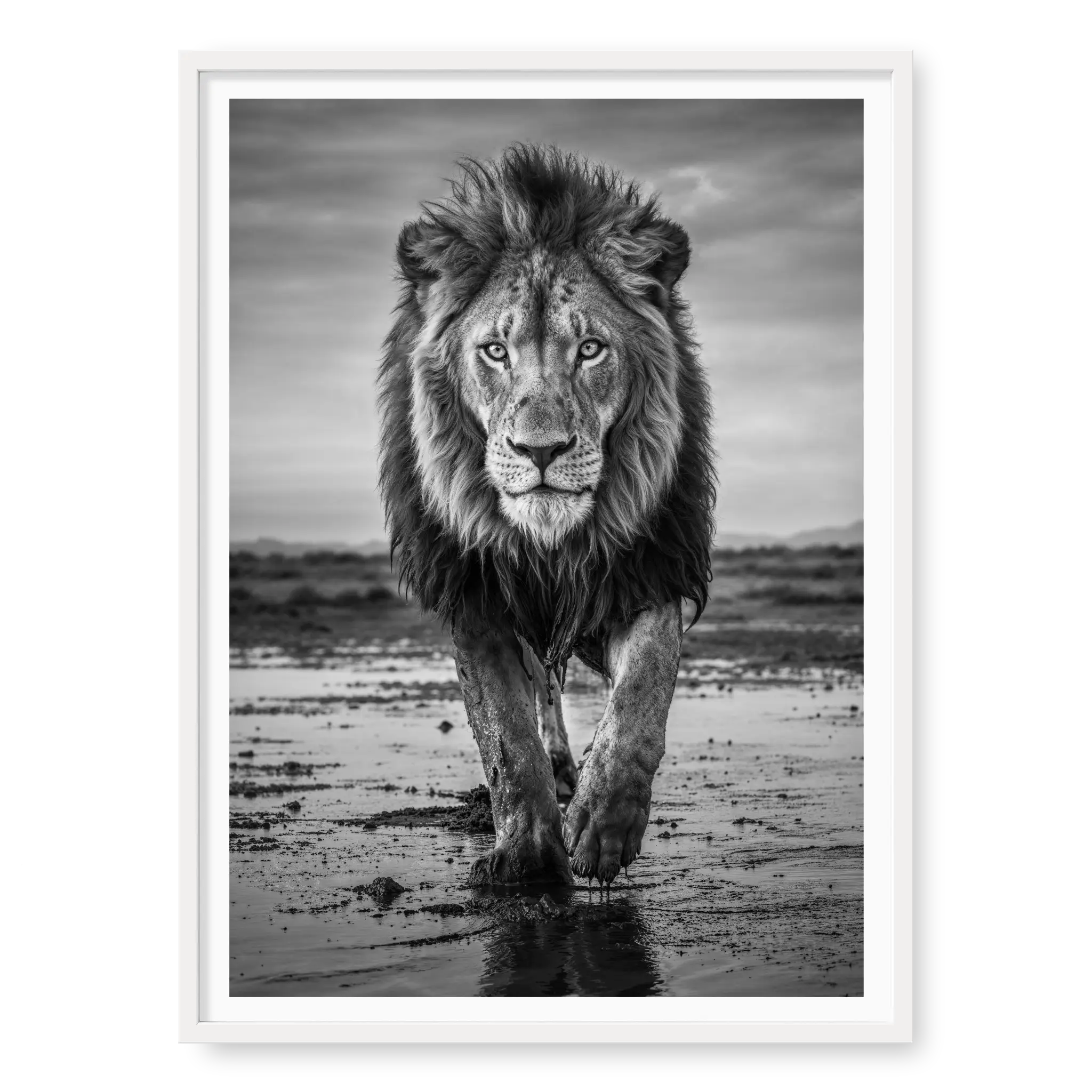 Full body view of a male lion walking directly towards the camera on wet muddy ground with reflections, black and white art print titled Pride in white frame