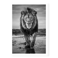 Full body view of a male lion walking directly towards the camera on wet muddy ground with reflections, black and white art print titled Pride