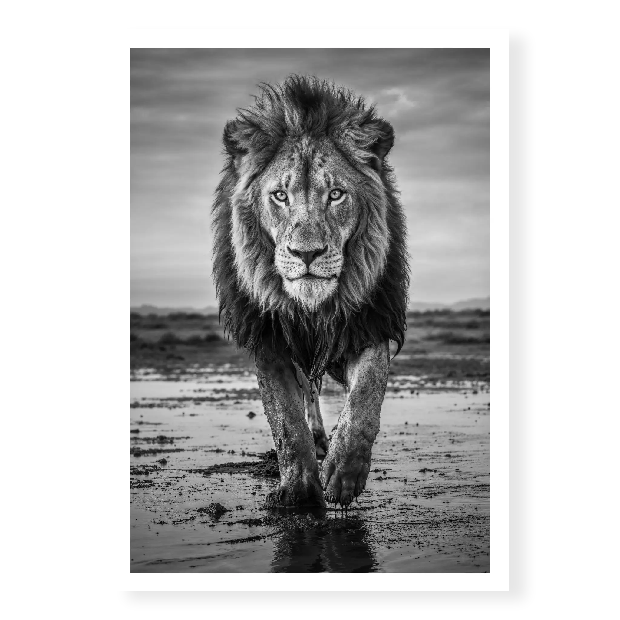 Full body view of a male lion walking directly towards the camera on wet muddy ground with reflections, black and white art print titled Pride