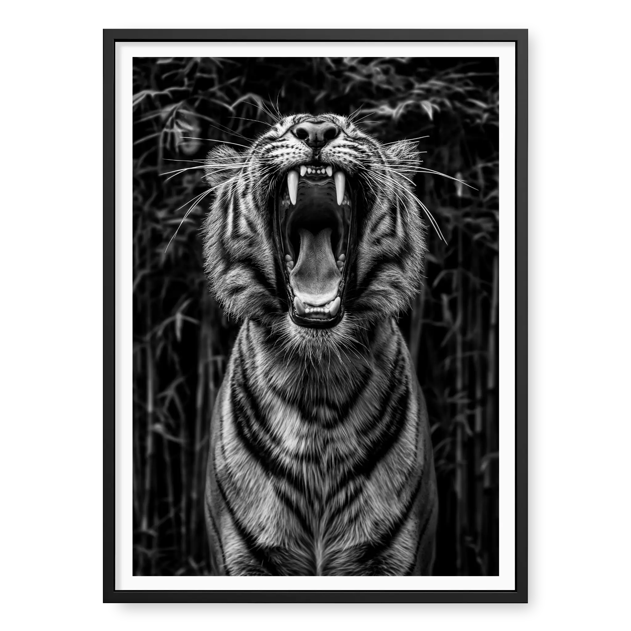 Low-angle portrait of a tiger roaring upwards with mouth wide open and teeth visible against a dark bamboo background, black and white art print titled Rawr in black frame