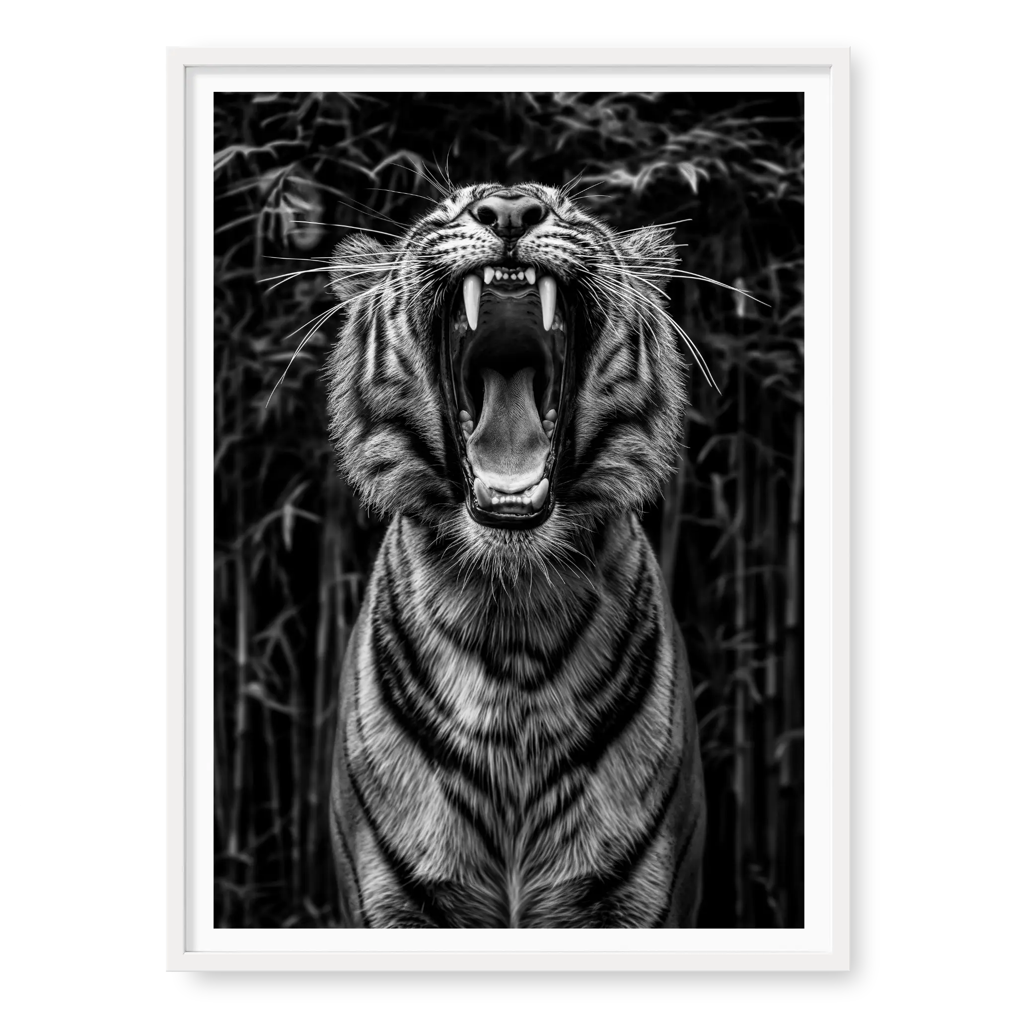 Low-angle portrait of a tiger roaring upwards with mouth wide open and teeth visible against a dark bamboo background, black and white art print titled Rawr in white frame