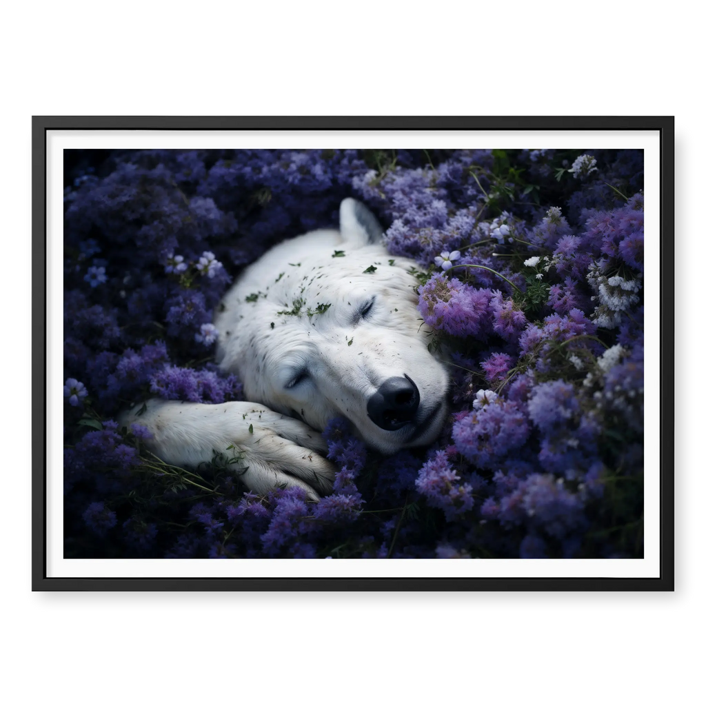 Close-up top-down view of a white polar bear sleeping nestled in a field of blooming purple flowers, art print titled Royalty in black frame