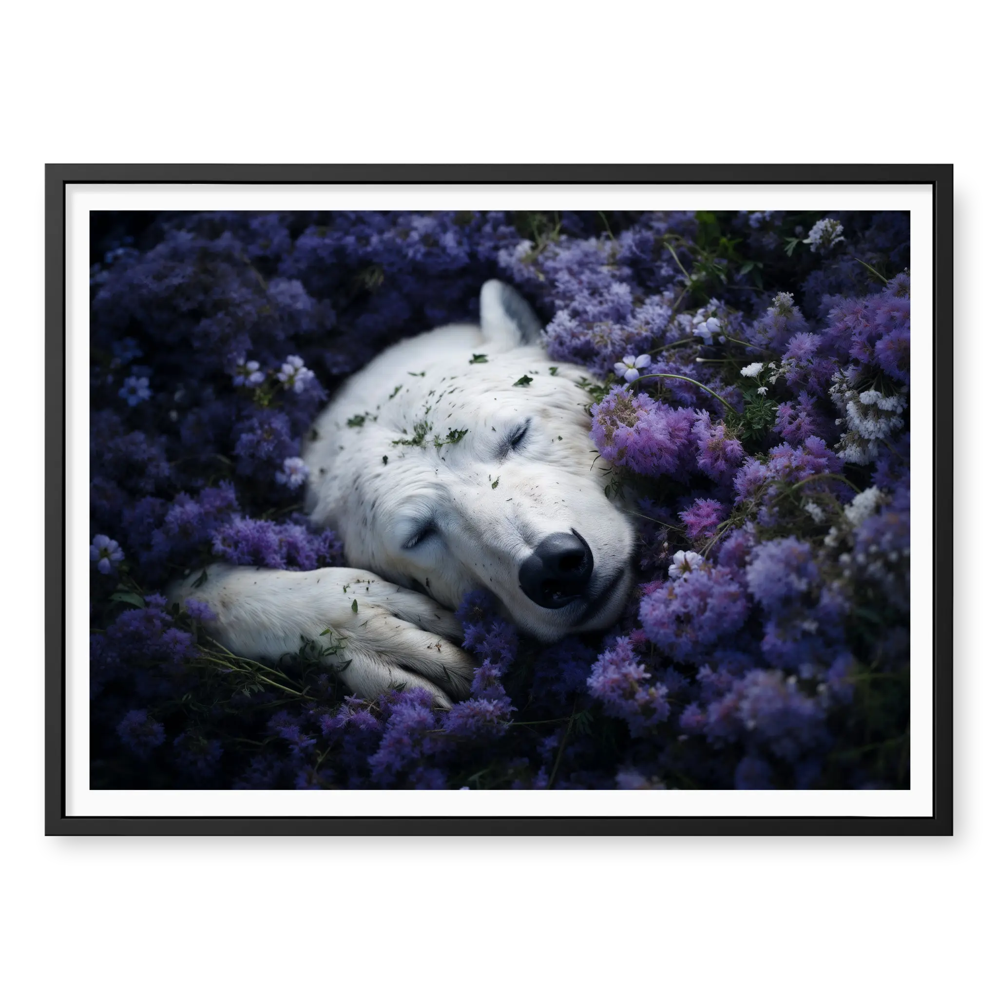 Close-up top-down view of a white polar bear sleeping nestled in a field of blooming purple flowers, art print titled Royalty in black frame