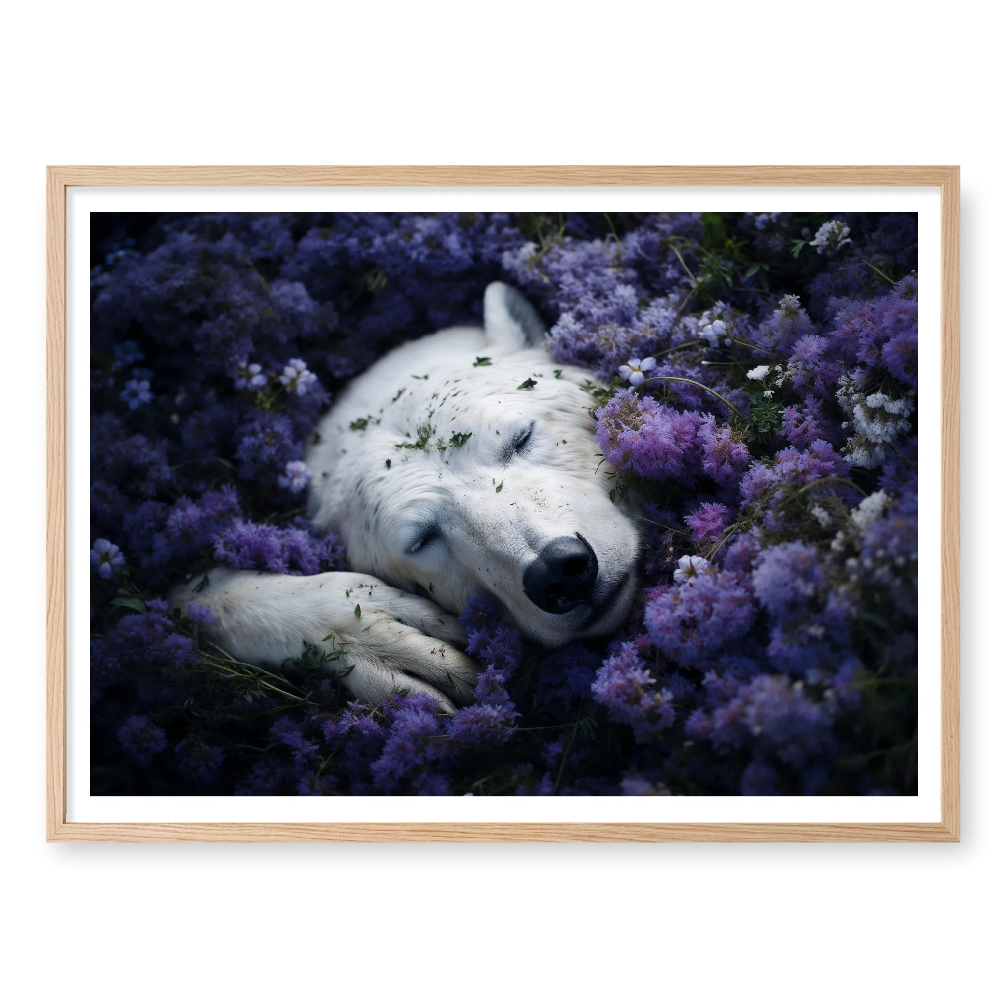 Close-up top-down view of a white polar bear sleeping nestled in a field of blooming purple flowers, art print titled Royalty in natural oak frame