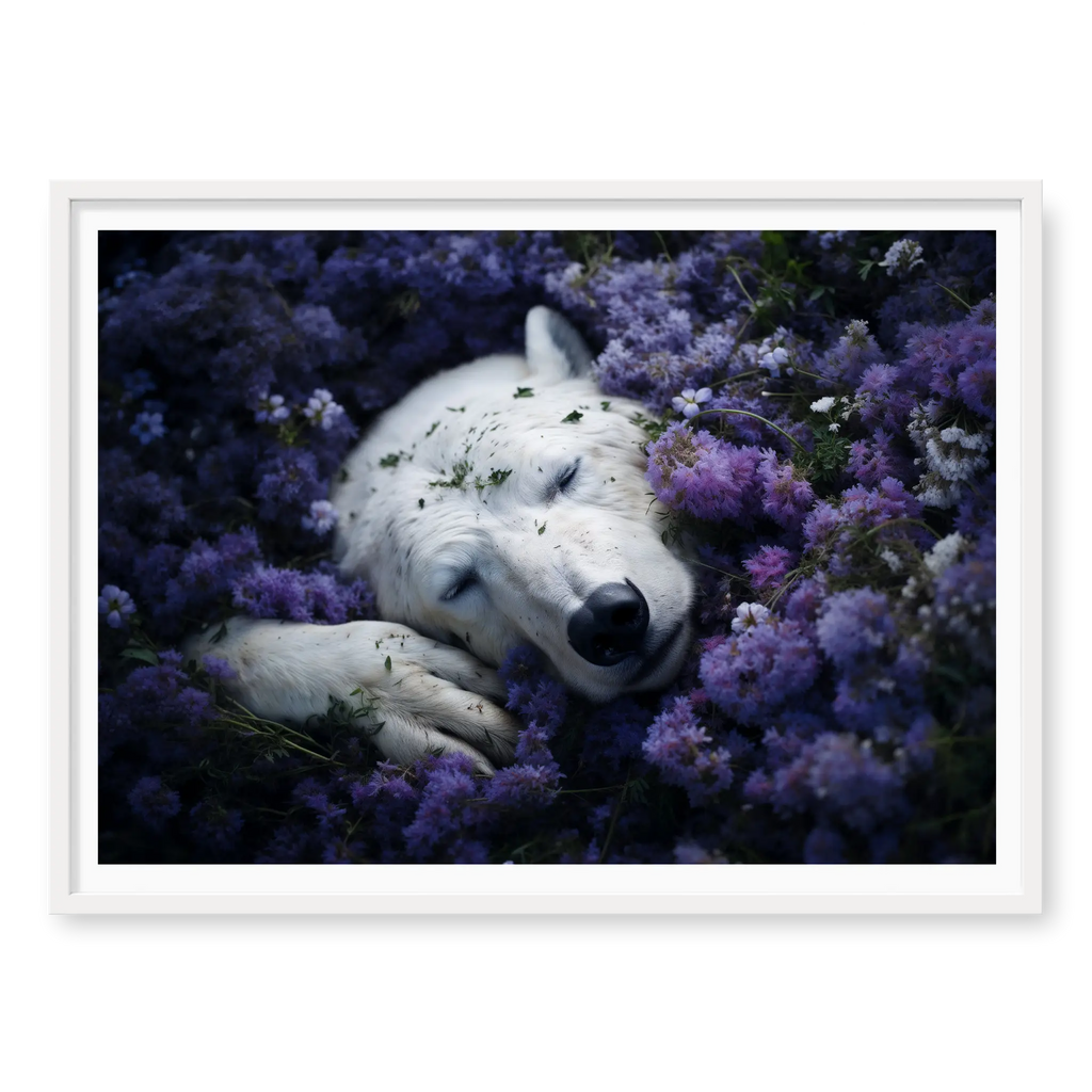 Close-up top-down view of a white polar bear sleeping nestled in a field of blooming purple flowers, art print titled Royalty in white frame