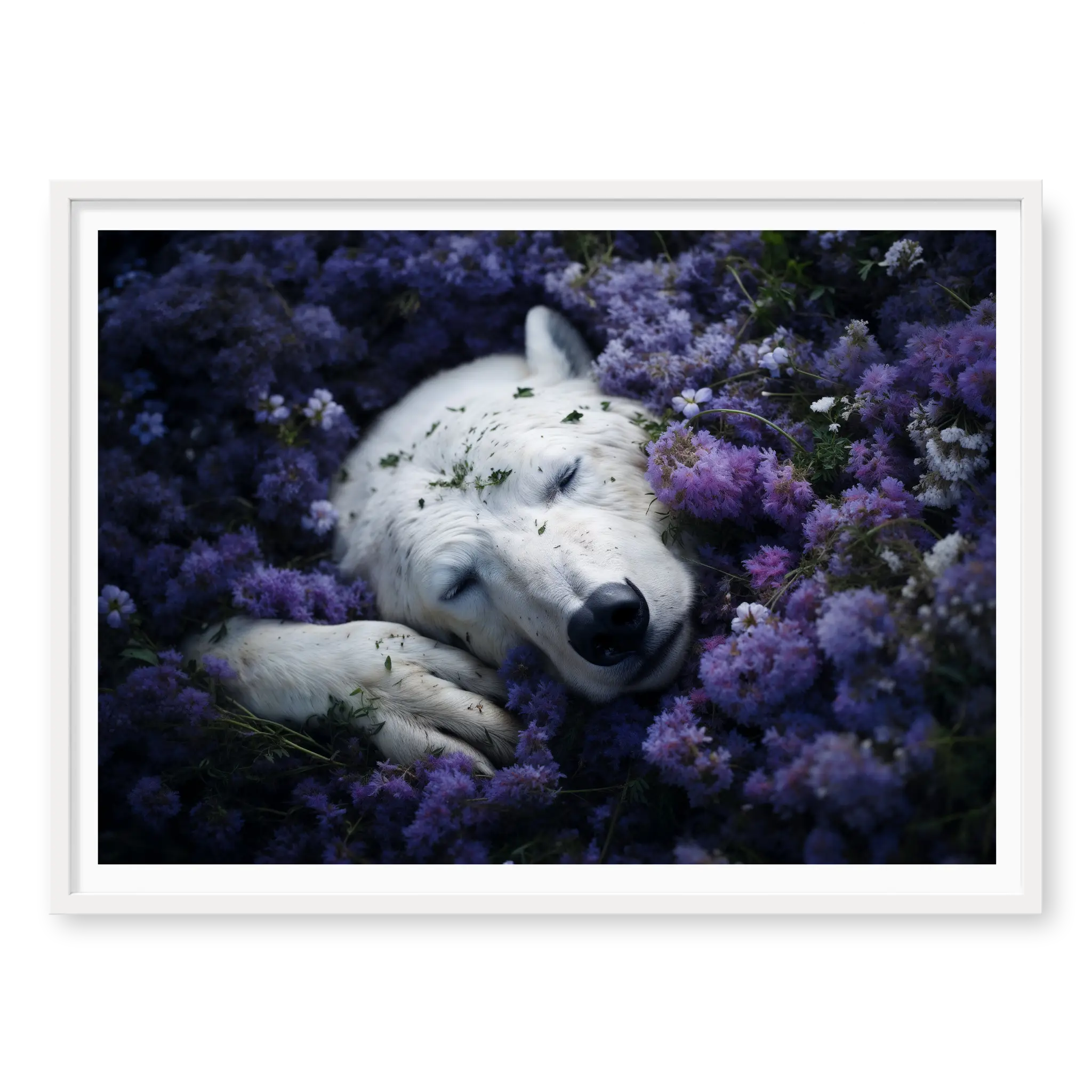 Close-up top-down view of a white polar bear sleeping nestled in a field of blooming purple flowers, art print titled Royalty in white frame
