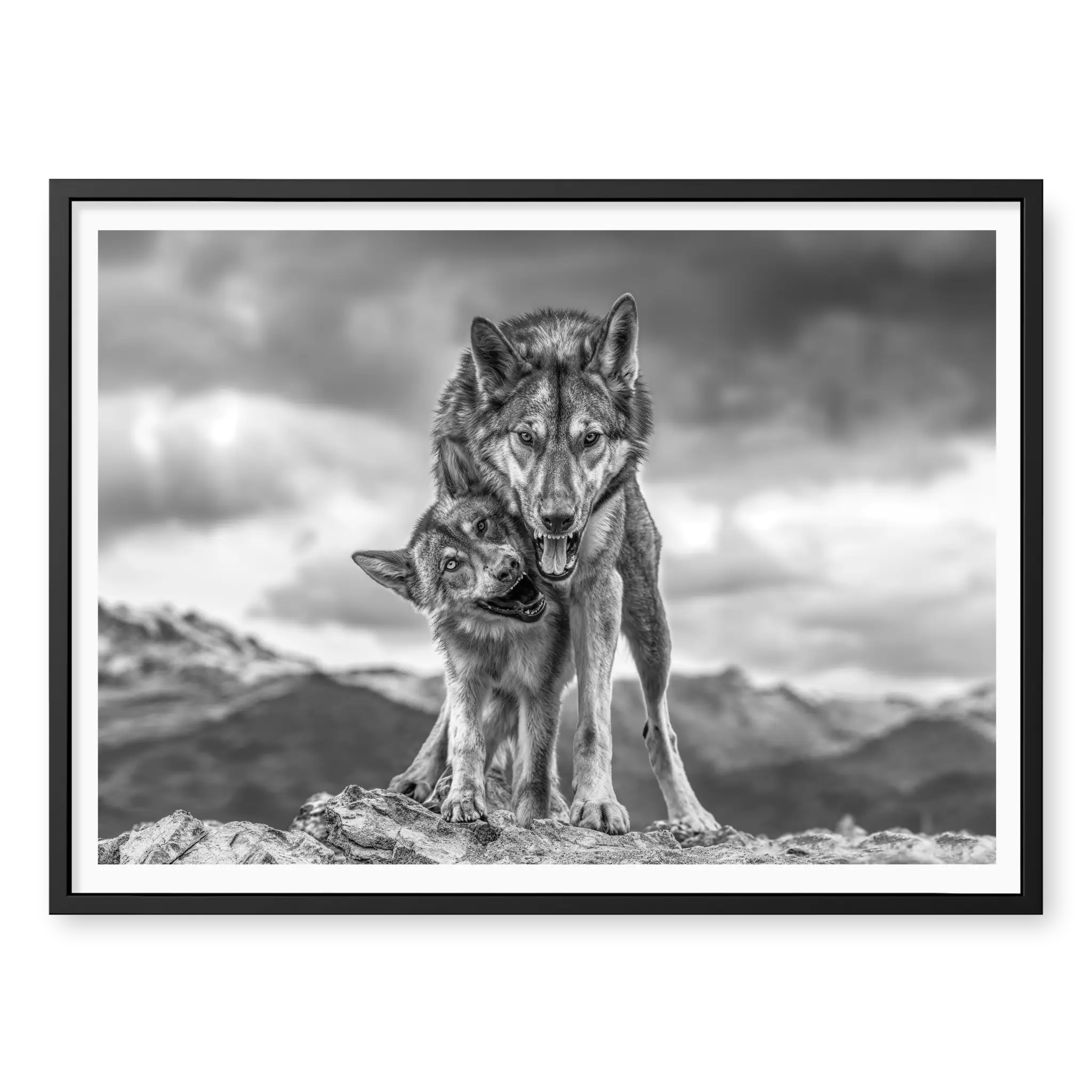 Low-angle full shot of two wolves standing on a rocky outcrop with mountains in the background, the larger wolf protecting the playful smaller one, black and white art print titled Safe in black frame
