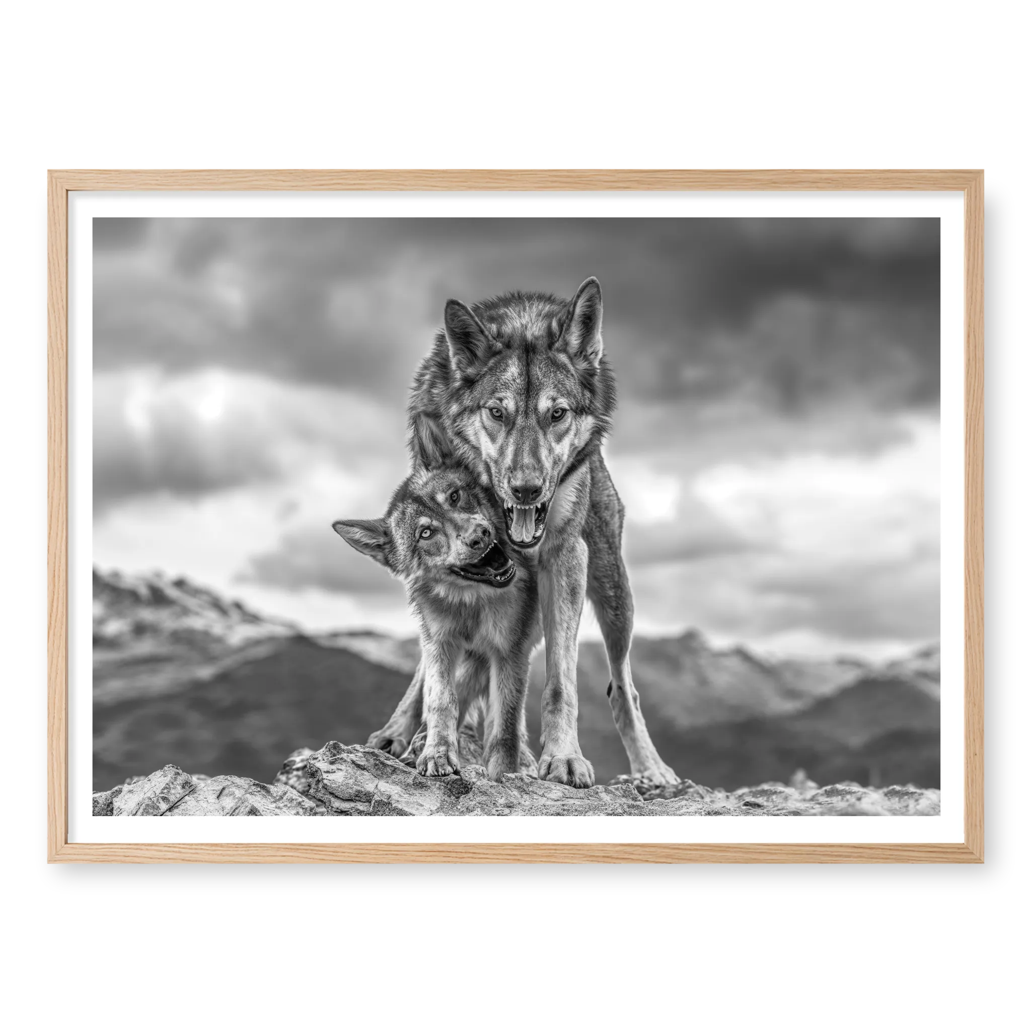 Low-angle full shot of two wolves standing on a rocky outcrop with mountains in the background, the larger wolf protecting the playful smaller one, black and white art print titled Safe in natural oak frame