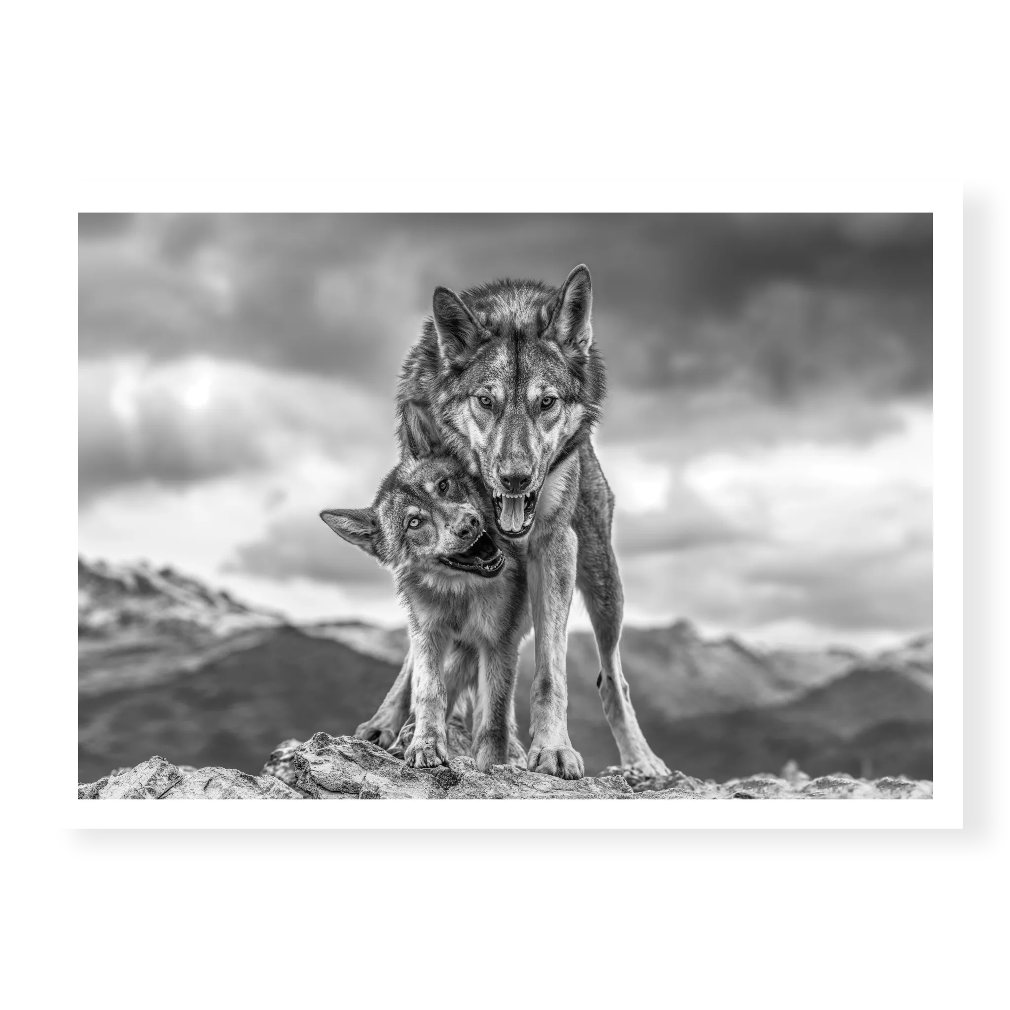 Low-angle full shot of two wolves standing on a rocky outcrop with mountains in the background, the larger wolf protecting the playful smaller one, black and white art print titled Safe