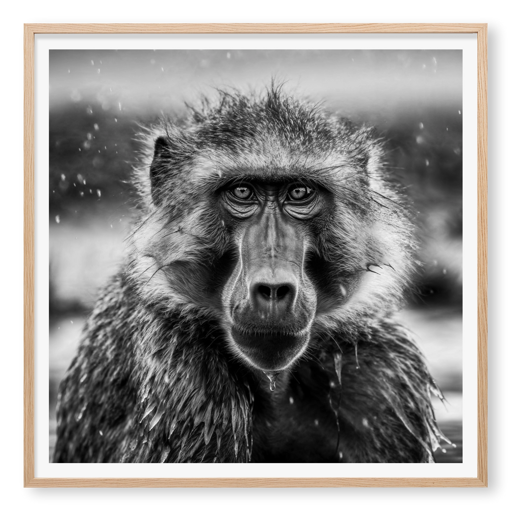 Close-up front-facing portrait of a baboon looking directly at the camera with rain falling and wet fur, black and white art print titled Seen in natural oak frame