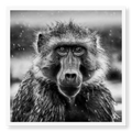 Close-up front-facing portrait of a baboon looking directly at the camera with rain falling and wet fur, black and white art print titled Seen
