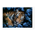 Close-up top-down view of a tiger with piercing blue eyes resting peacefully in a bed of blue flowers, art print titled Serenity