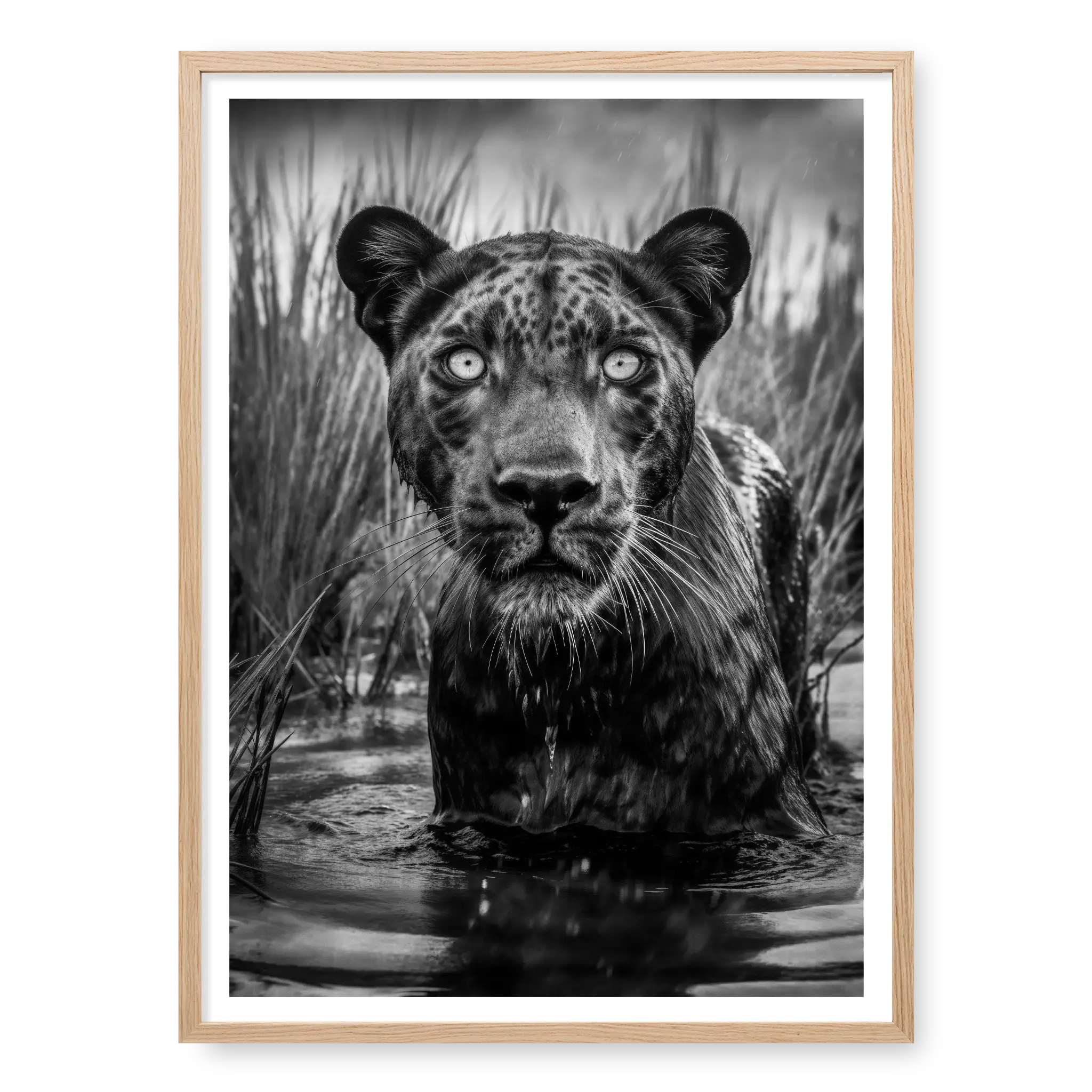 Portrait of a black panther wading in water with chest visible and reeds in the background, black and white art print titled Shuri in natural oak frame