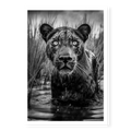 Portrait of a black panther wading in water with chest visible and reeds in the background, black and white art print titled Shuri