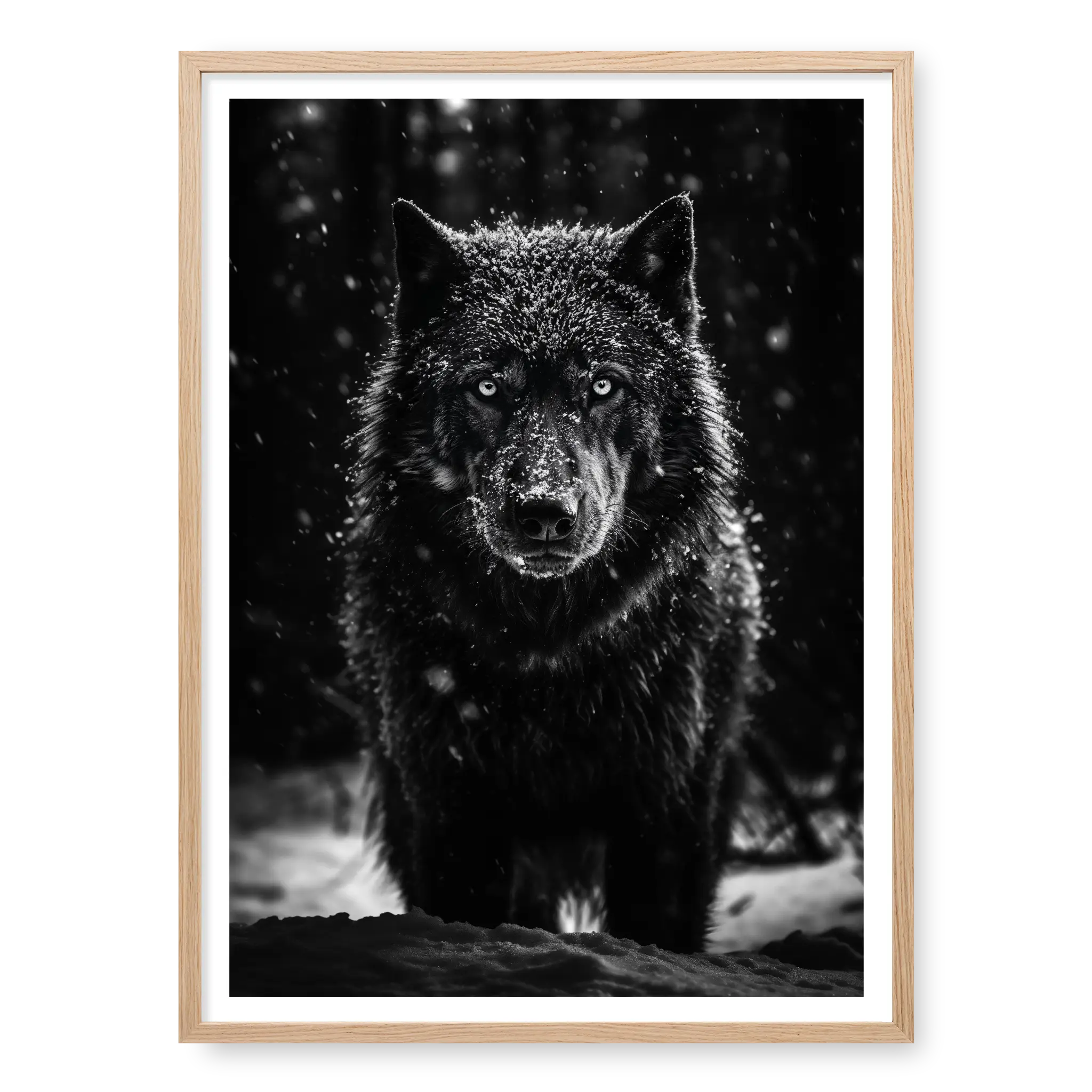 Front-facing portrait of a black wolf standing in deep snow with snowflakes falling on its dark fur, black and white art print titled Solitarius Lupus in natural oak frame