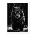 Front-facing portrait of a black wolf standing in deep snow with snowflakes falling on its dark fur, black and white art print titled Solitarius Lupus