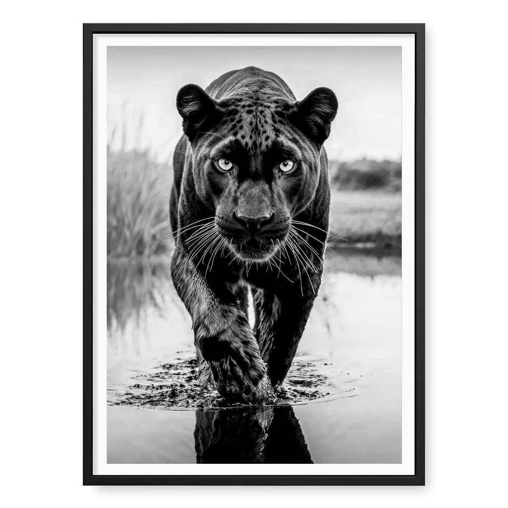 Low-angle full body view of a black panther walking towards the camera in water with one paw raised and reflection visible, black and white art print titled T'Challa in black frame