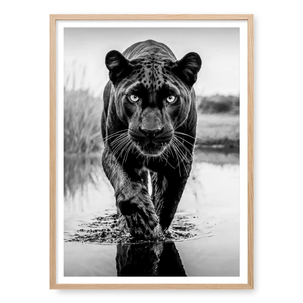 Low-angle full body view of a black panther walking towards the camera in water with one paw raised and reflection visible, black and white art print titled T'Challa in natural oak frame
