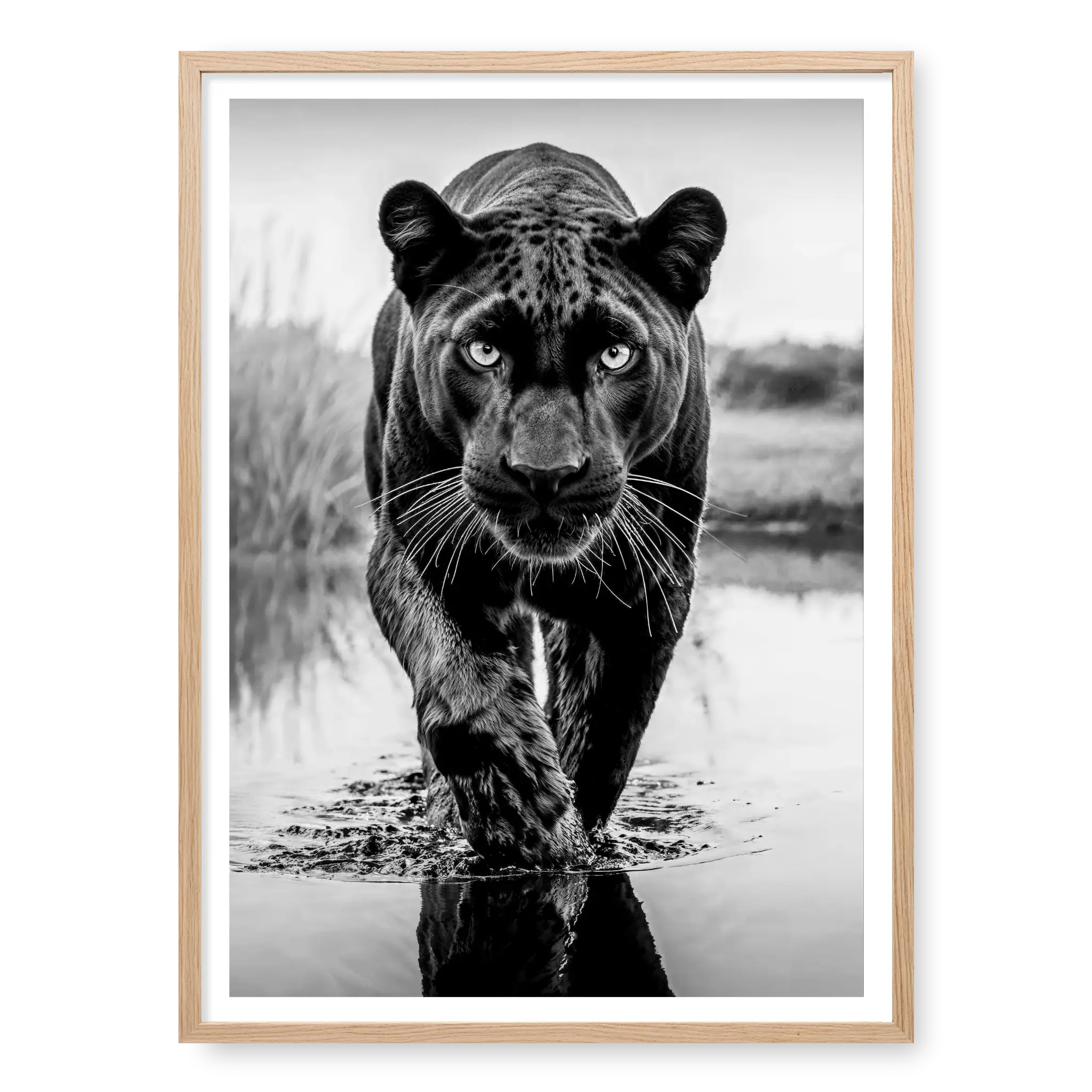 Low-angle full body view of a black panther walking towards the camera in water with one paw raised and reflection visible, black and white art print titled T'Challa in natural oak frame