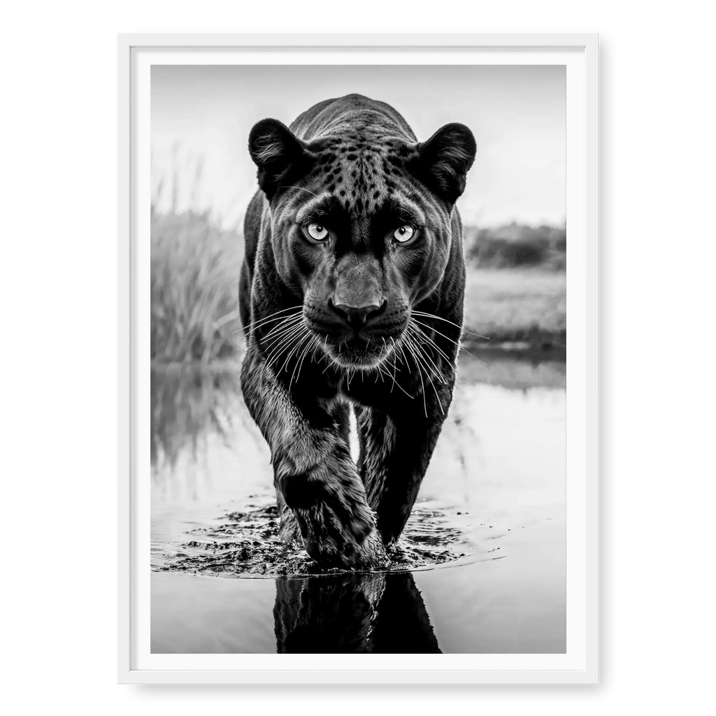Low-angle full body view of a black panther walking towards the camera in water with one paw raised and reflection visible, black and white art print titled T'Challa in white frame