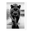 Low-angle full body view of a black panther walking towards the camera in water with one paw raised and reflection visible, black and white art print titled T'Challa