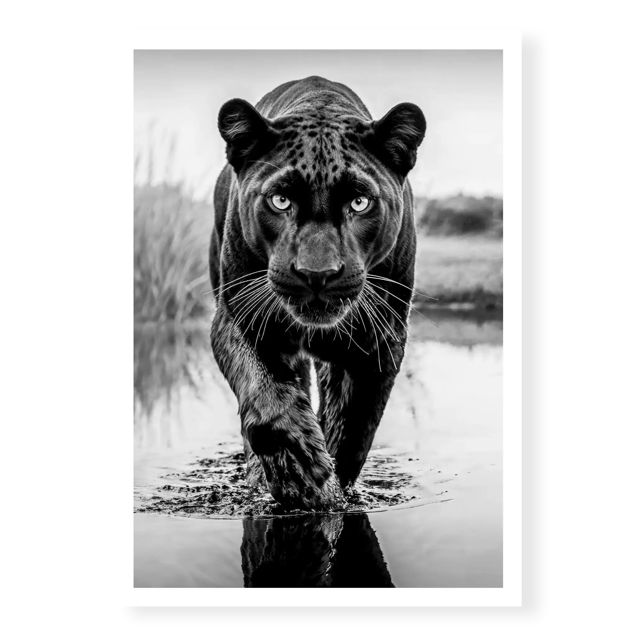Low-angle full body view of a black panther walking towards the camera in water with one paw raised and reflection visible, black and white art print titled T'Challa
