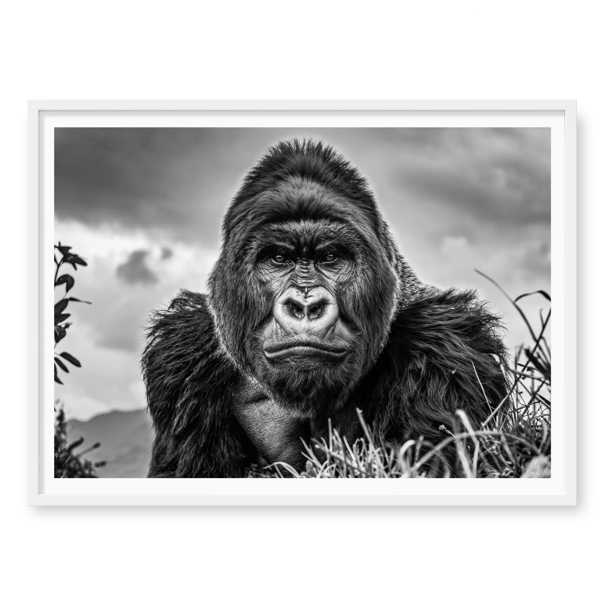 Close-up front-facing portrait of a silverback gorilla looking directly at the camera with a serious expression against a cloudy sky, black and white art print titled The King in white frame