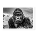 Close-up front-facing portrait of a silverback gorilla looking directly at the camera with a serious expression against a cloudy sky, black and white art print titled The King