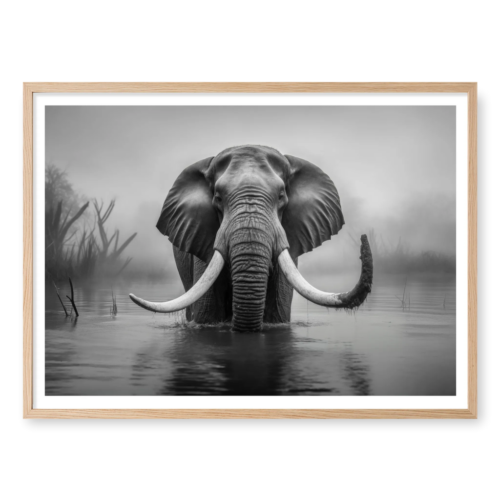 Front-facing full shot of a large bull elephant with massive tusks wading through a calm river in the mist, black and white art print titled Wanderer in natural oak frame