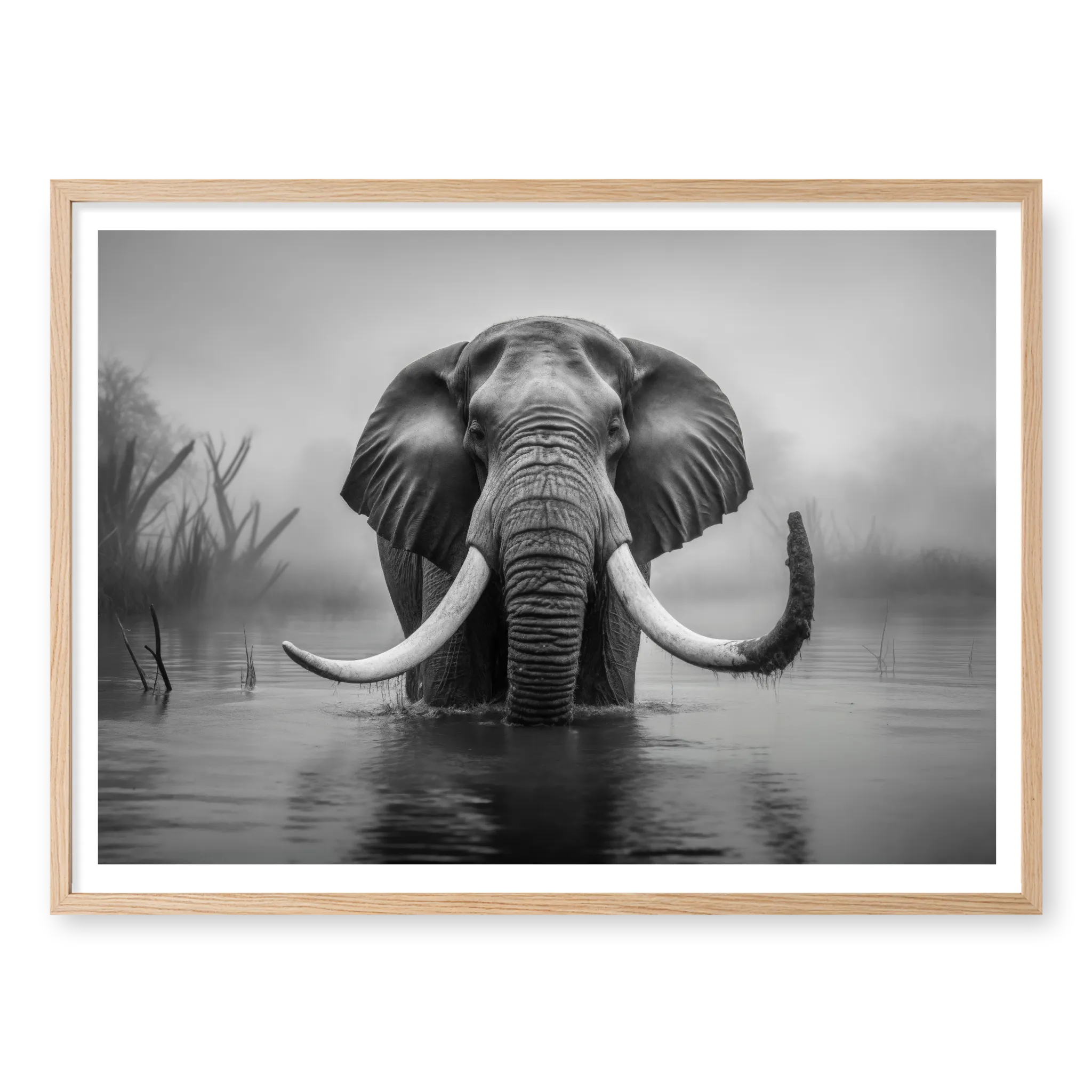 Front-facing full shot of a large bull elephant with massive tusks wading through a calm river in the mist, black and white art print titled Wanderer in natural oak frame