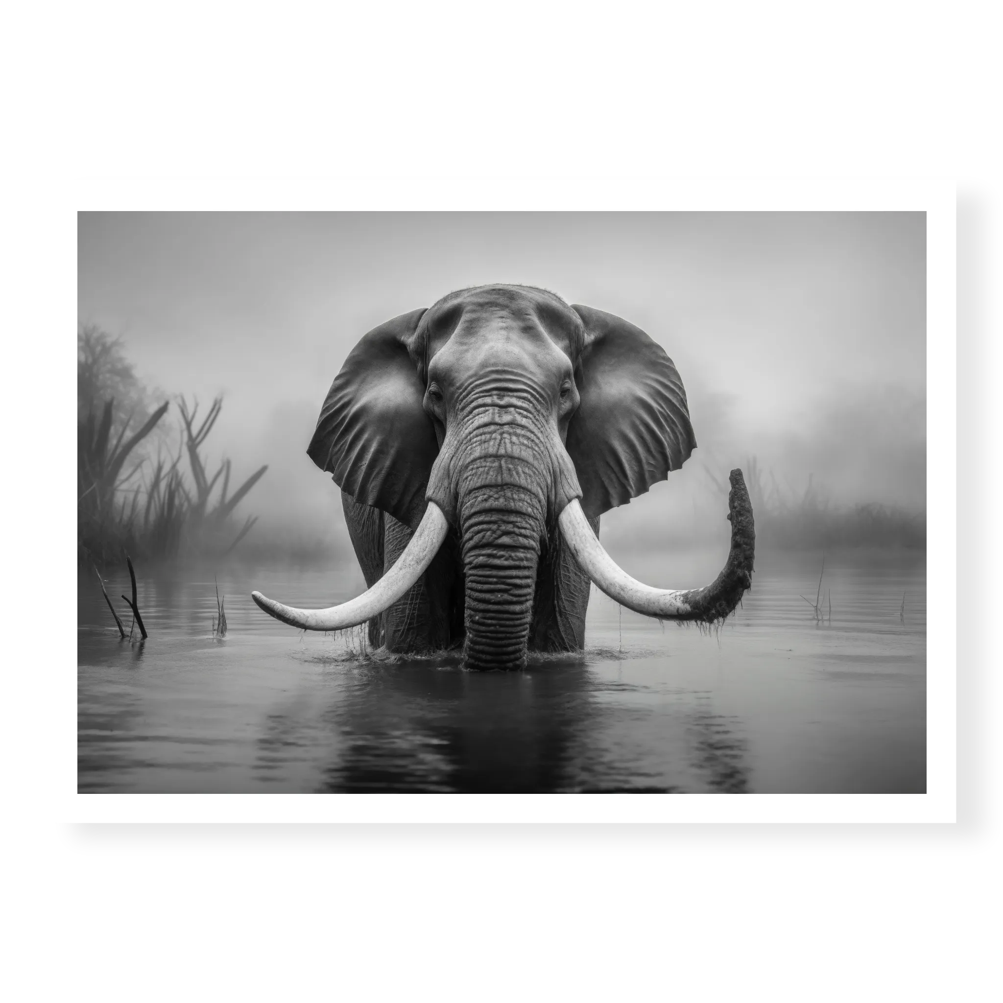 Front-facing full shot of a large bull elephant with massive tusks wading through a calm river in the mist, black and white art print titled Wanderer